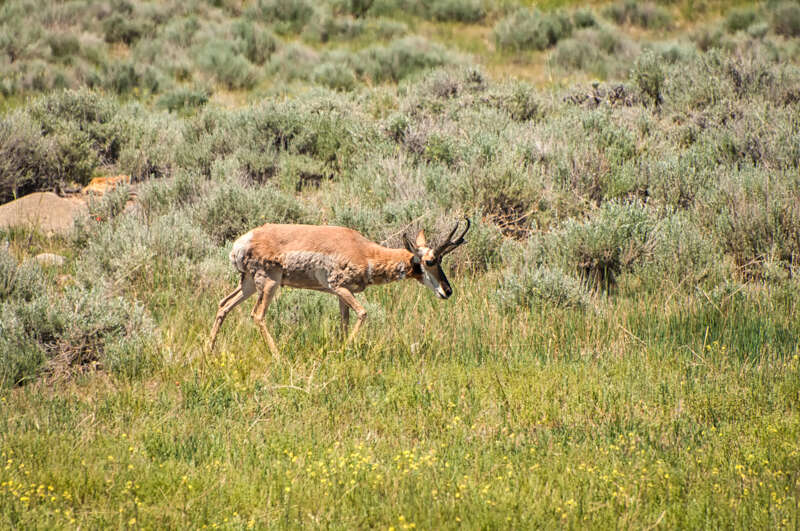 Pronghorn100