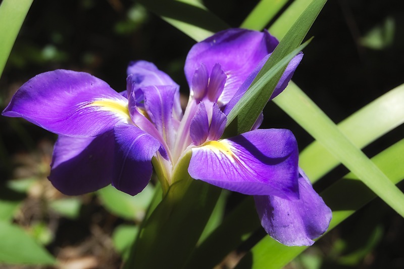 PurpleFlagIris100