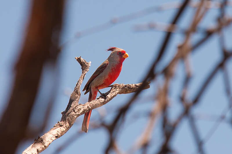 Pyrrhuloxia502