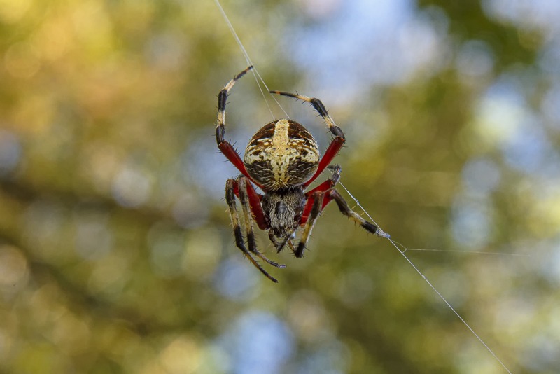 Red-femured Orbweaver-2020-1