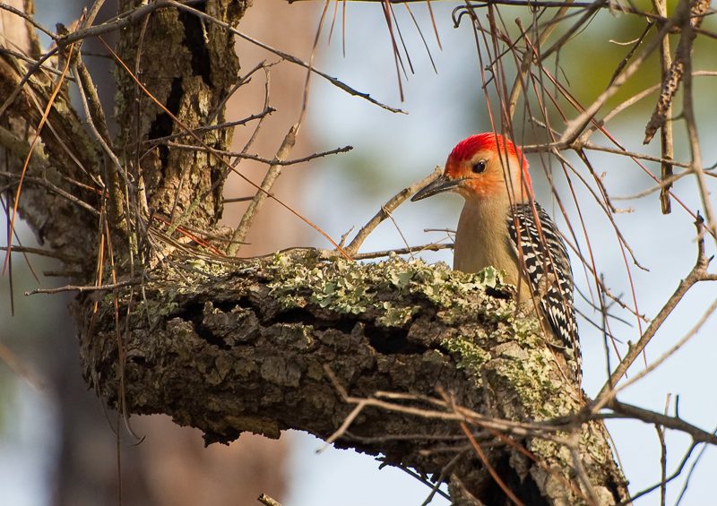 RedBelliedWoodpecker100