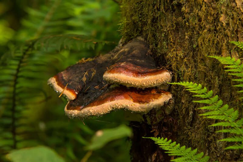 RedBeltedPolypore200