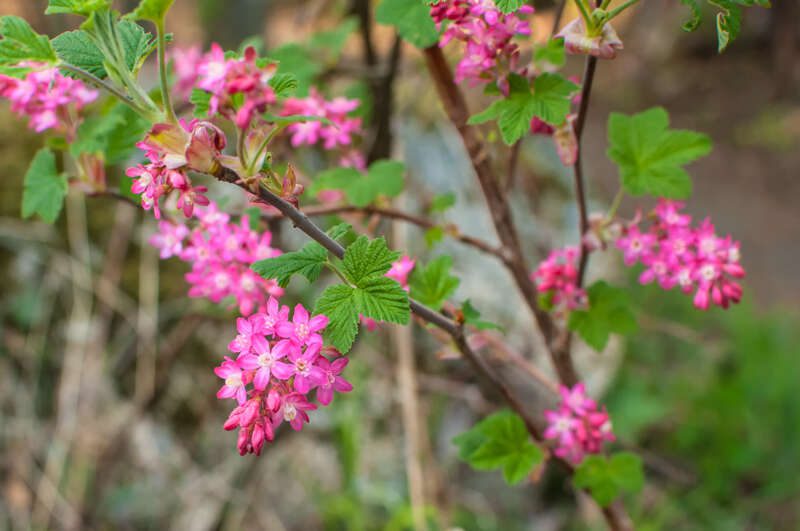RedFloweringCurrant101