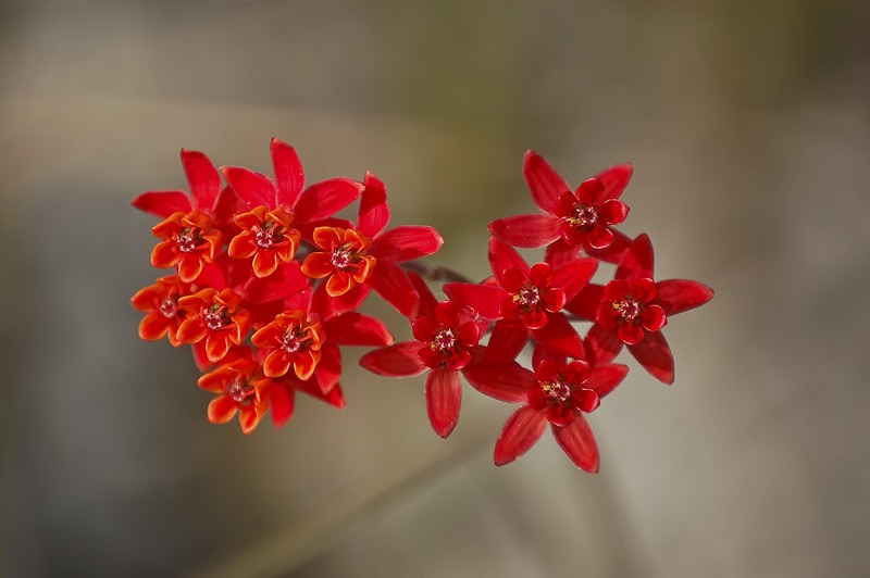 RedMilkweed100