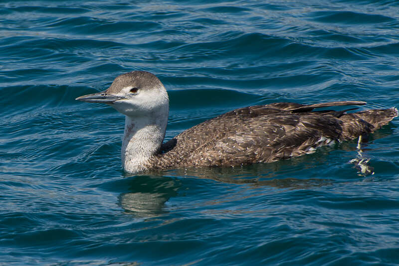 RedThroatedLoon2015-2