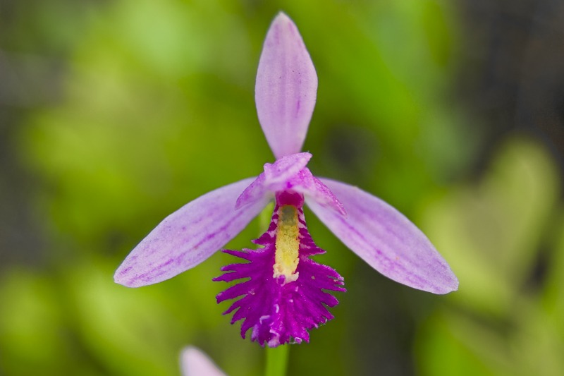 Rose Pogonia101