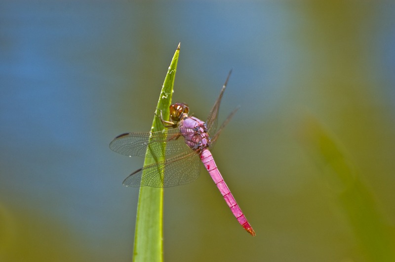 Roseate Skimmer