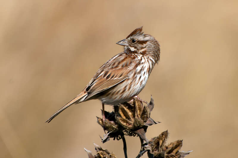 SongSparrow101