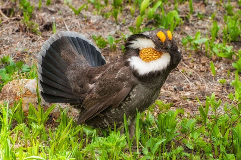SootyGrouse102
