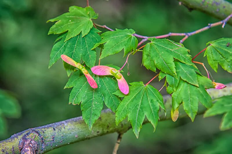 VineMapleSeeds100