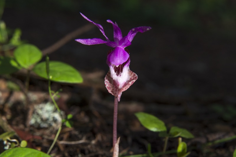 WesternFairySlipper2016-5