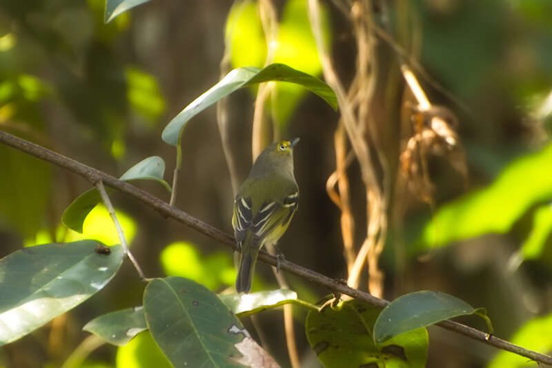 WhiteEyedVireo100