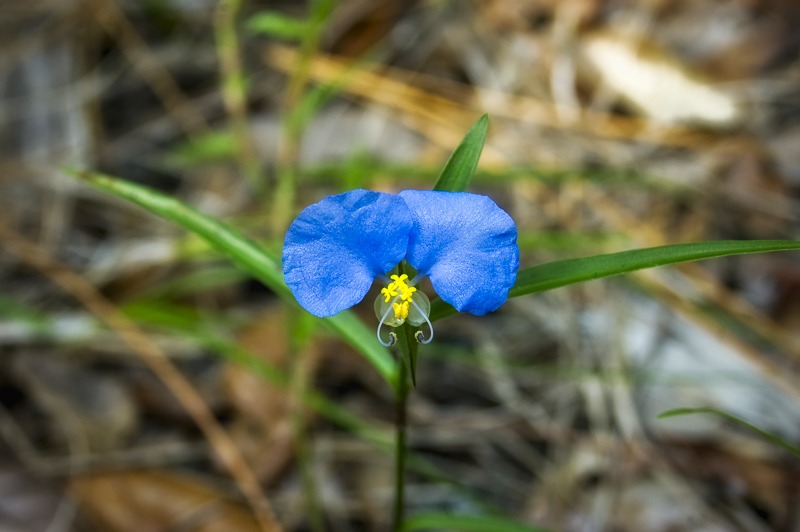 WhiteFlowerDayflower