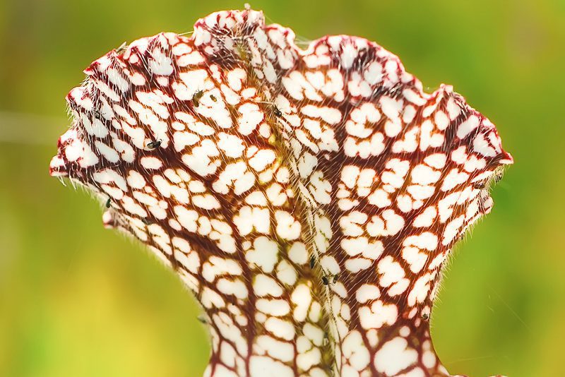 White-topped Pitcher Plant (Sarracenia leucophylla)
