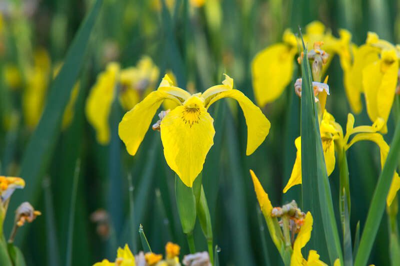 YellowFlagIris203