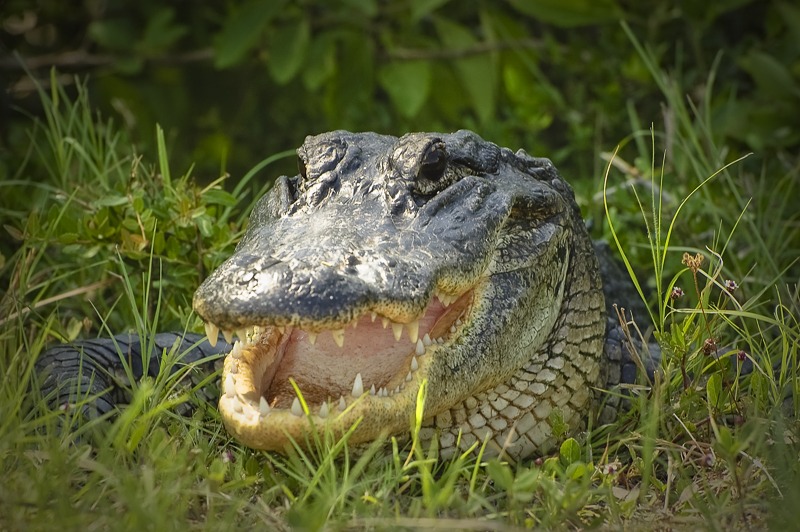 gator1