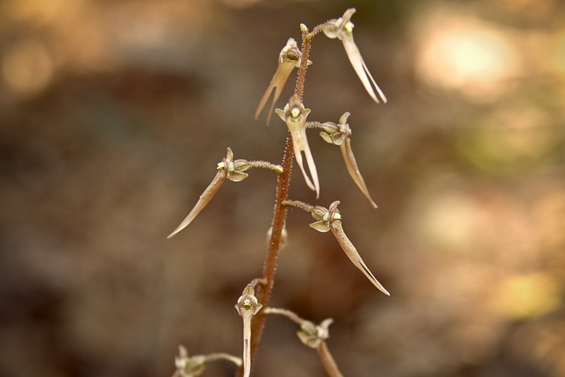s-twayblade1