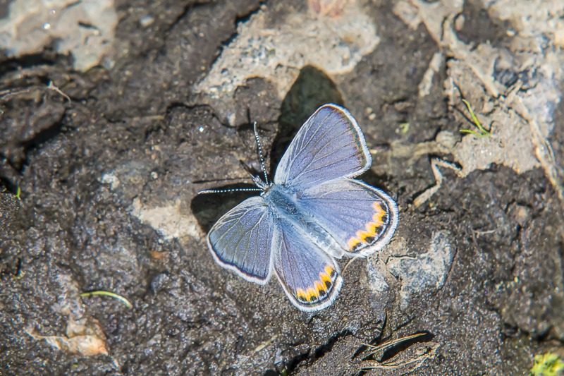 Acmon Blue