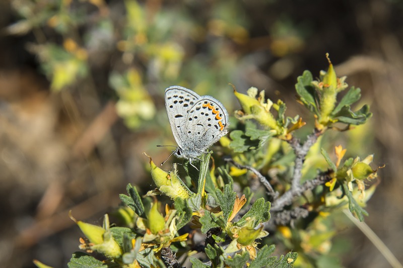 Acmon Blue Butterfly