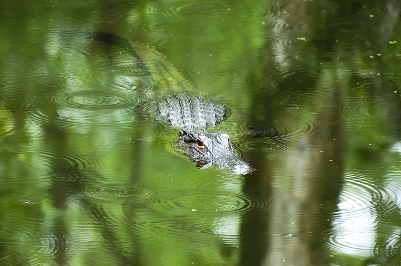 Alligator115