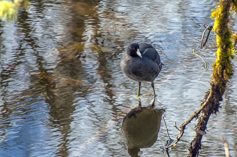 American Coot