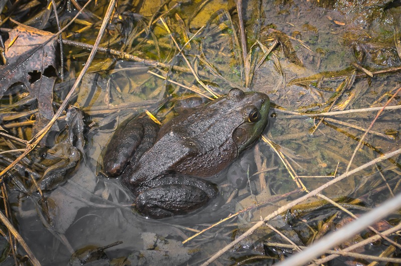 AmericanBullfrog100