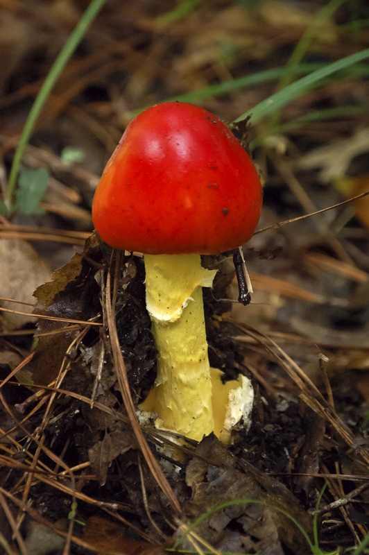 An emerging American Caesar's mushroom. What a beauty!