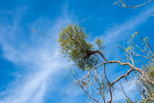 AmericanMistletoe2022-1-2
