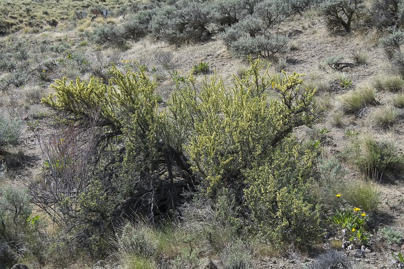 Antelope Bitterbrush