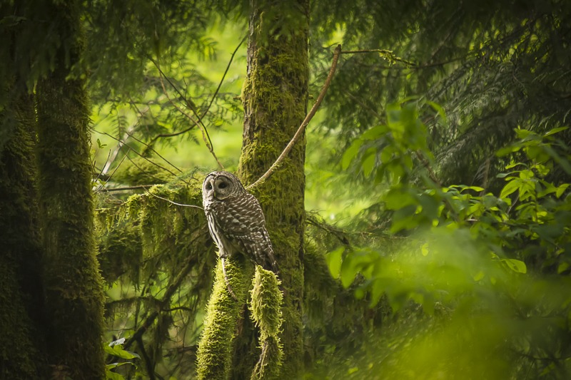 BarredOwl200