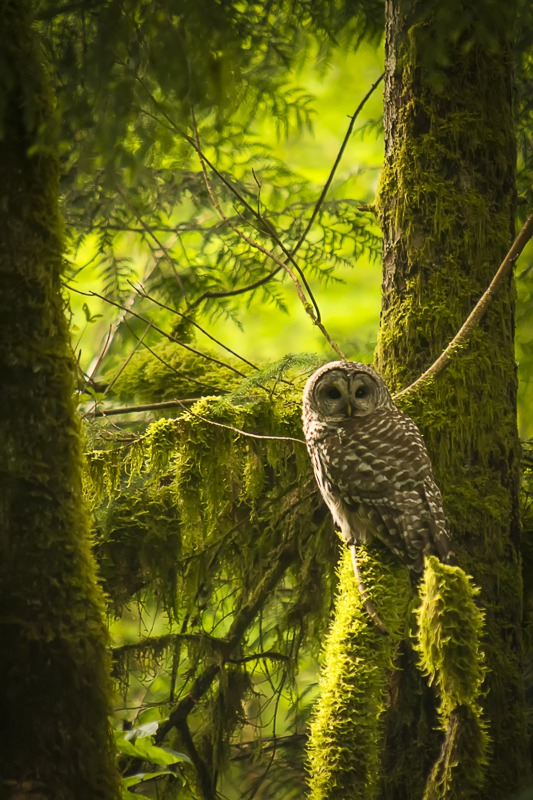 BarredOwl201