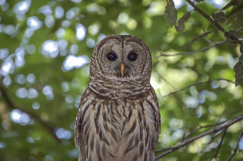 Fakahatchee Barred Owl
