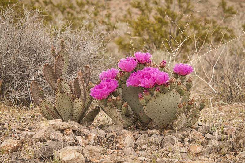 Beavertail Cactus
