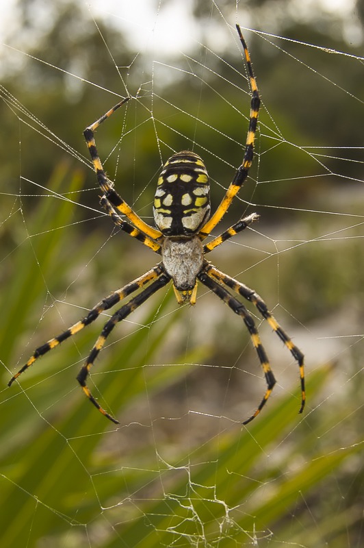 Black-and-Yellow Garden Spider