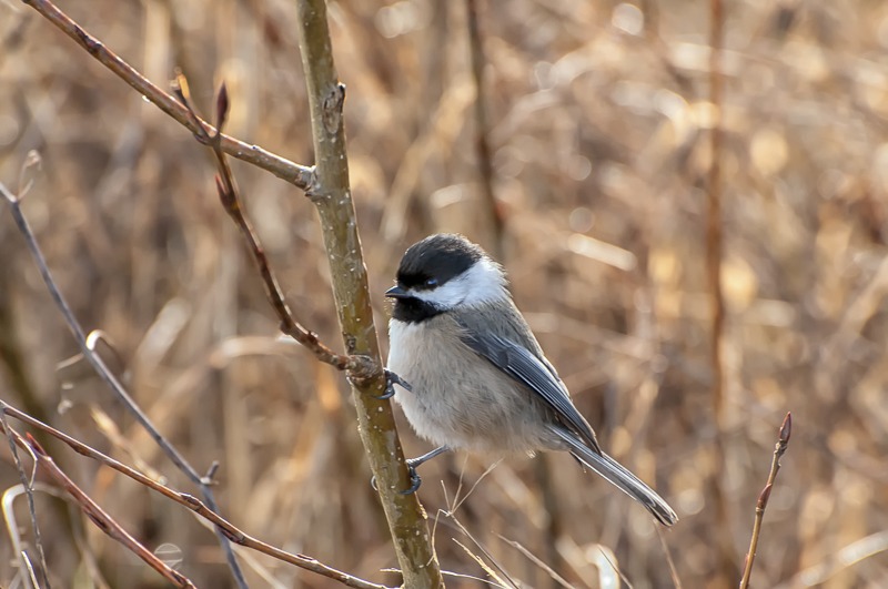 Black Capped Chickadee