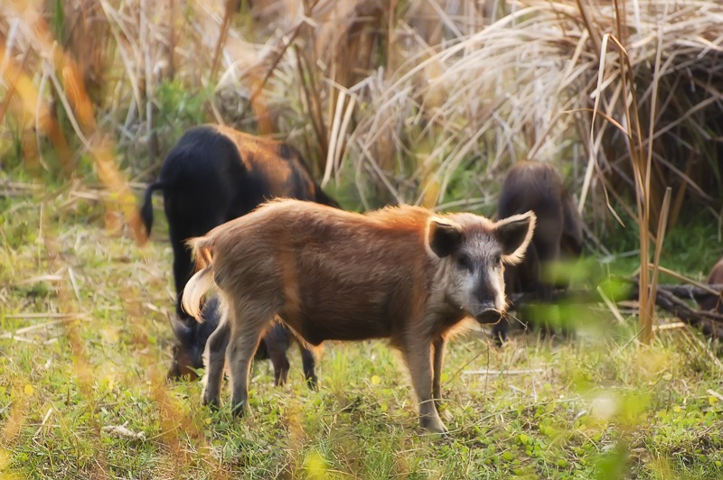 Boar100