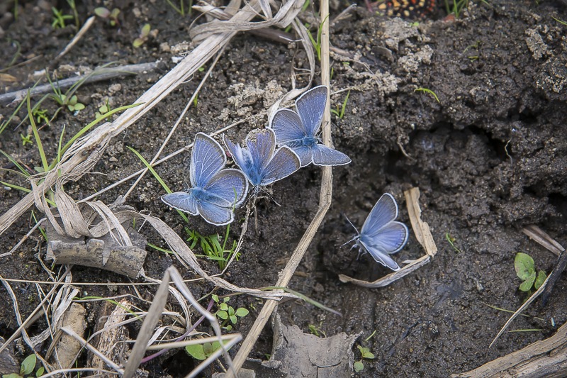 Silvery Blue