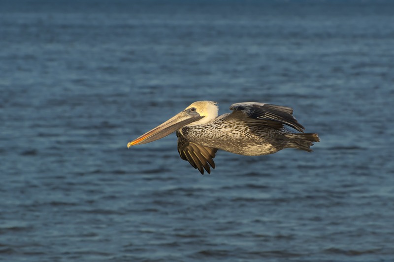 Brown Pelican
