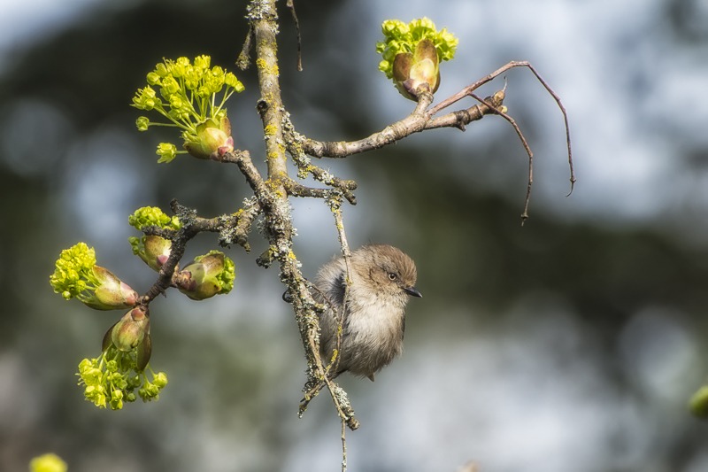 Bushtit