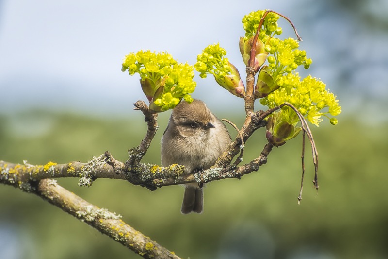 Bushtit