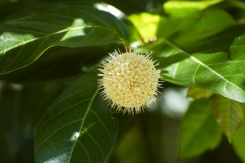 ButtonBush100