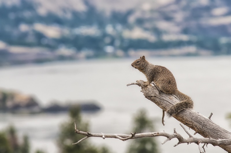 California Ground Squirrel