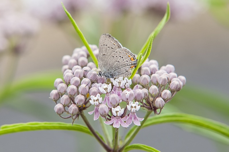 California Hairstreak