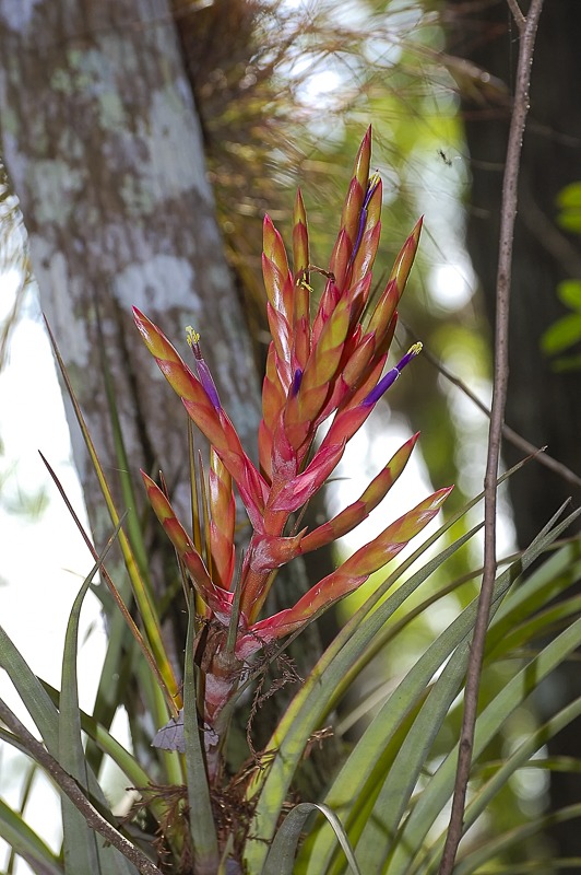 Cardinal Airplant (Tillandsia fasciculata)