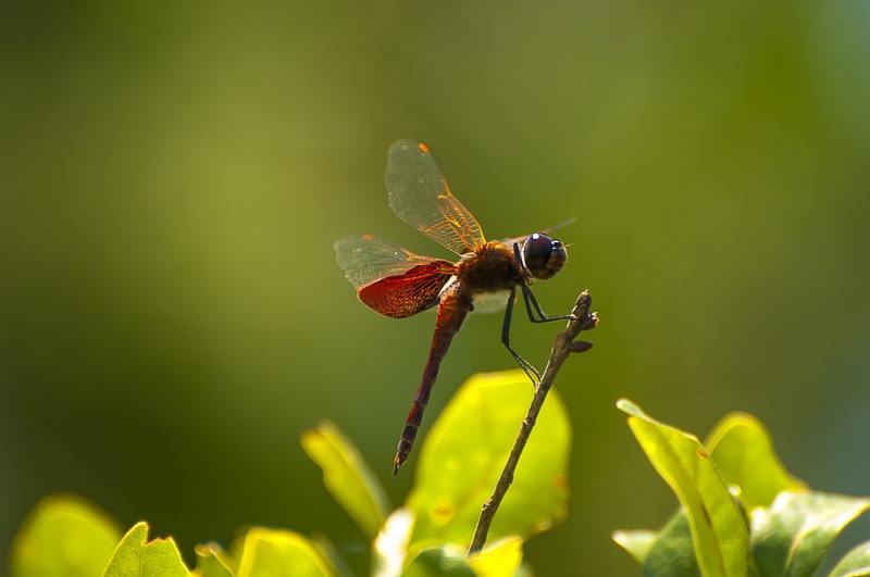 Carolina Saddlebags (Tramea carolina)
