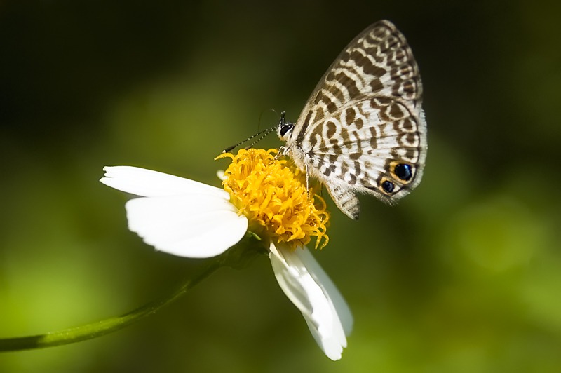 Cassius Blue (Leptotes cassius)