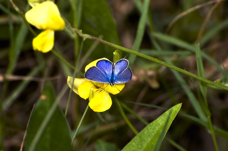 Ceraunus Blue (Hemiargus ceraunus)