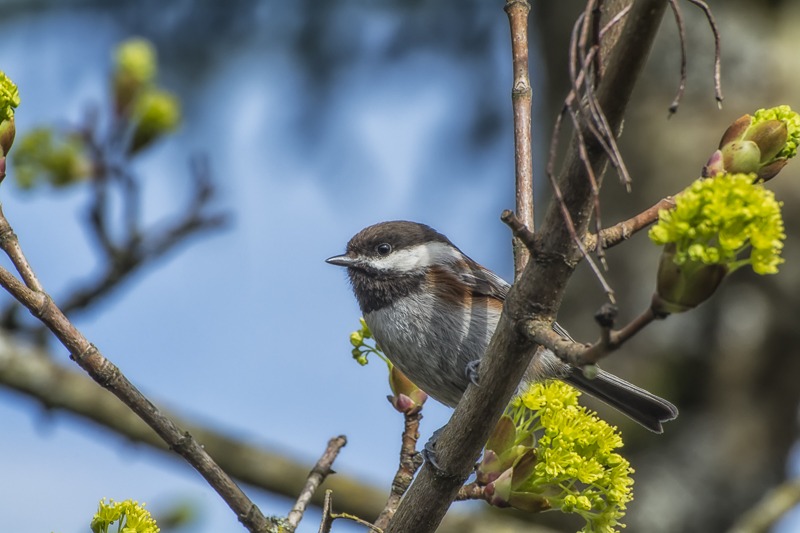 Chestnut Backed Chickadee