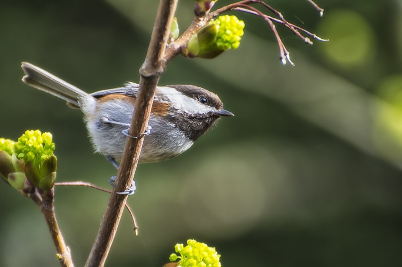 Chestnut Backed Chickadee