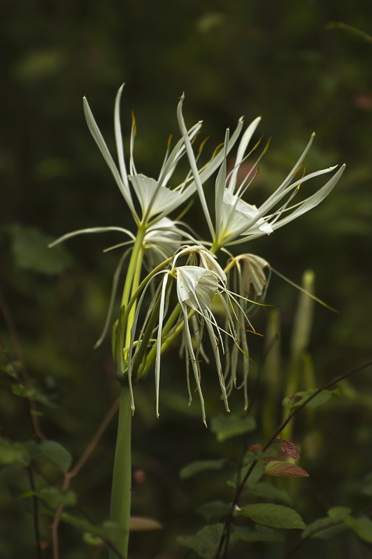 Coastal Carolina Spiderlily